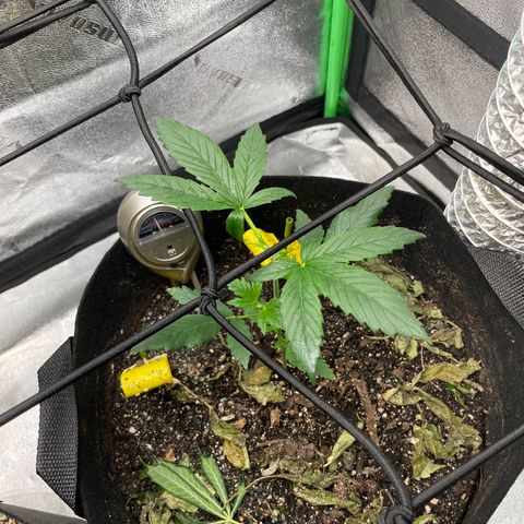 Purple lemonade  growlog photo: WOW 