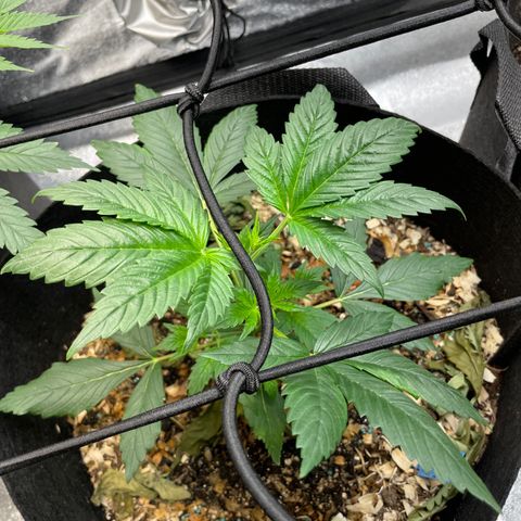 Purple lemonade  growlog photo: Between these two the long and slender one I’m questioning 🤨 