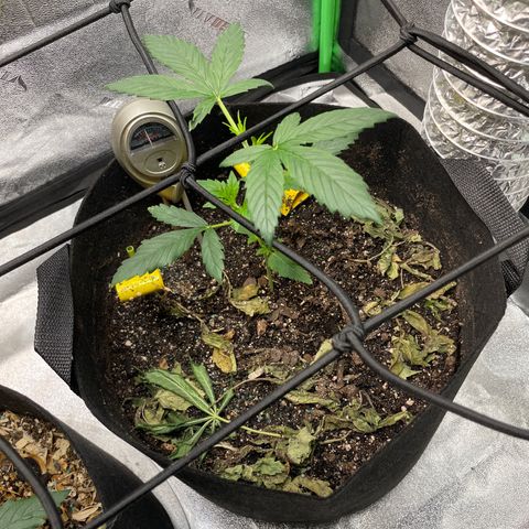 Purple lemonade  growlog photo: Between these two the long and slender one I’m questioning 🤨 