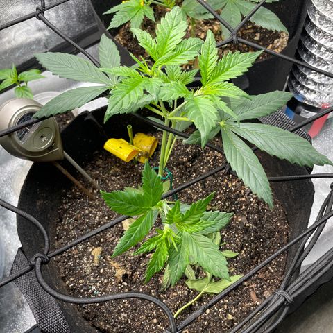 Purple lemonade  growlog photo: Man looks good y’all I get excited 😊 alright I’ll calm down but they are doing good 👍 