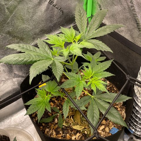 Purple lemonade  growlog photo: Man looks good y’all I get excited 😊 alright I’ll calm down but they are doing good 👍 