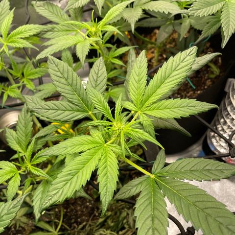 Purple lemonade  growlog timeline photo