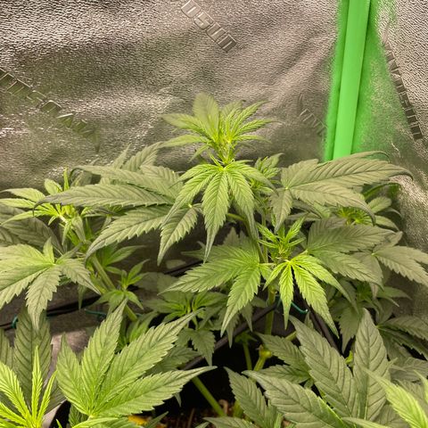 Purple lemonade  growlog timeline photo