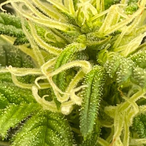 Purple lemonade  growlog photo: These are her pre flowers and she is running a little late but she’s looking promising so 