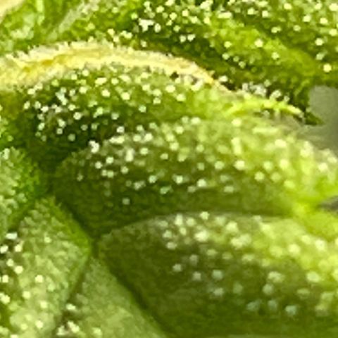 Purple lemonade  growlog photo: These are her pre flowers and she is running a little late but she’s looking promising so 