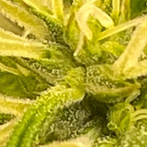 Purple lemonade  growlog photo: These are her pre flowers and she is running a little late but she’s looking promising so 