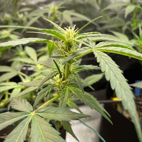 Purple lemonade  growlog timeline photo