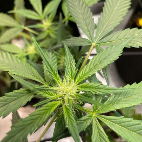 Purple lemonade  growlog timeline photo