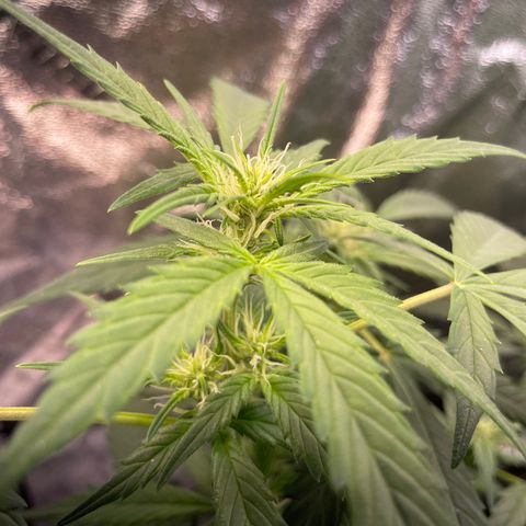 Purple lemonade  growlog timeline photo