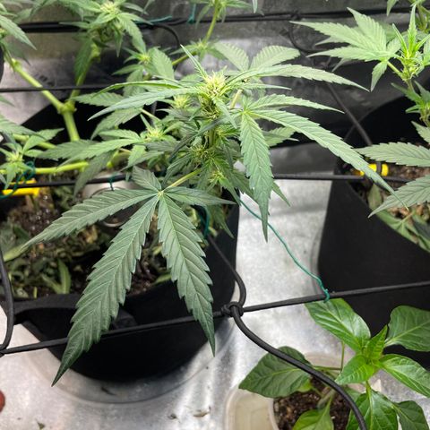 Purple lemonade  growlog timeline photo