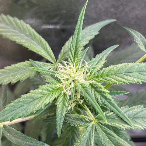 Purple lemonade  growlog timeline photo