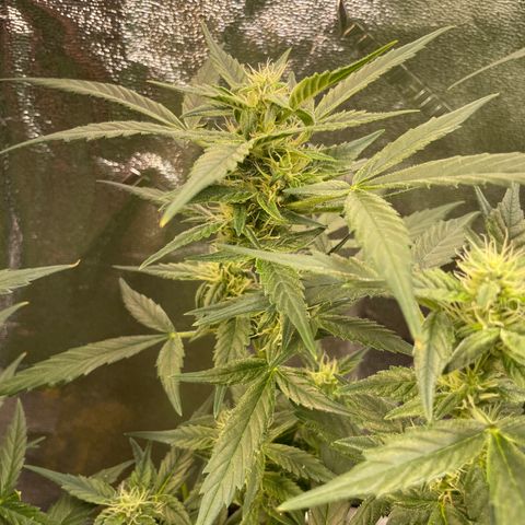 Purple lemonade  growlog timeline photo