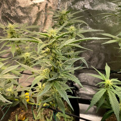 Purple lemonade  growlog timeline photo