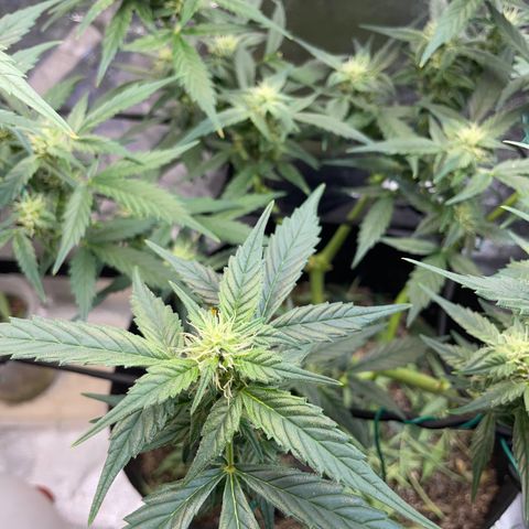 Purple lemonade  growlog timeline photo