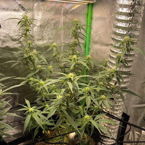 Purple lemonade  growlog timeline photo
