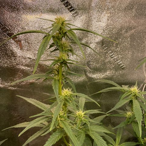 Purple lemonade  growlog timeline photo