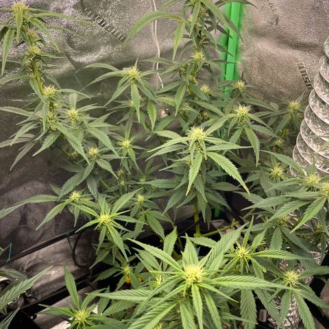 Purple lemonade  growlog timeline photo