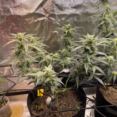Purple lemonade  growlog timeline photo