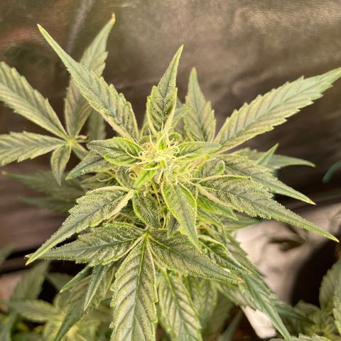 Purple lemonade  growlog timeline photo