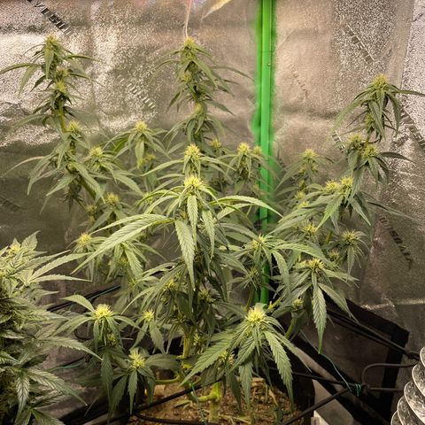 Purple lemonade  growlog timeline photo