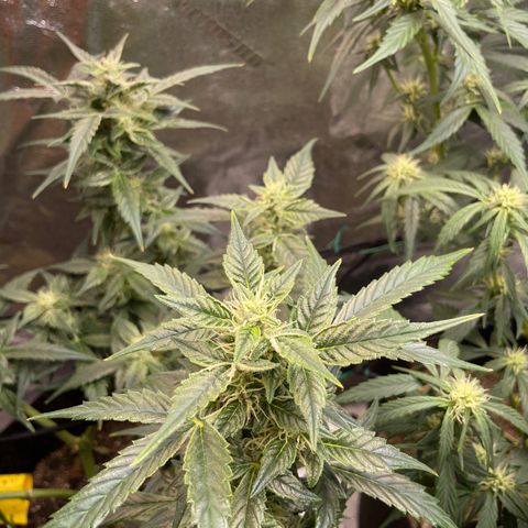 Purple lemonade  growlog timeline photo