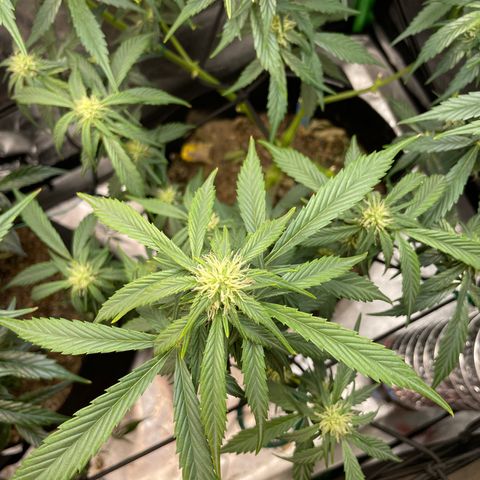 Purple lemonade  growlog photo: Boy I hope these girls start bulking up I’m giving them the fox farm big bloom I’ve heard good things about them so we’ll see so my favorite saying Let’s Grow!