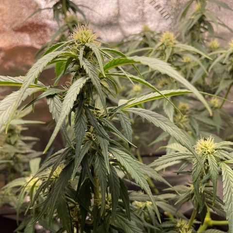 Purple lemonade  growlog photo: Boy I hope these girls start bulking up I’m giving them the fox farm big bloom I’ve heard good things about them so we’ll see so my favorite saying Let’s Grow!