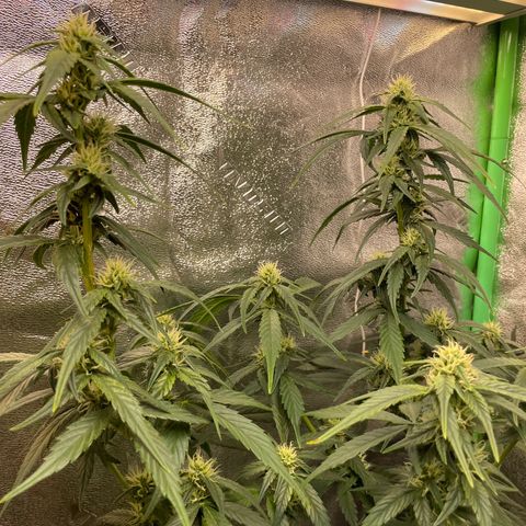 Purple lemonade  growlog photo: Boy I hope these girls start bulking up I’m giving them the fox farm big bloom I’ve heard good things about them so we’ll see so my favorite saying Let’s Grow!