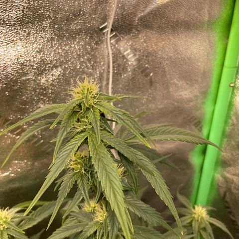 Purple lemonade  growlog photo: Boy I hope these girls start bulking up I’m giving them the fox farm big bloom I’ve heard good things about them so we’ll see so my favorite saying Let’s Grow!
