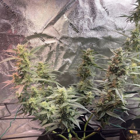 Purple lemonade  growlog timeline photo