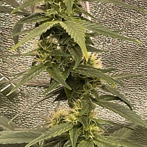 Purple lemonade  growlog timeline photo