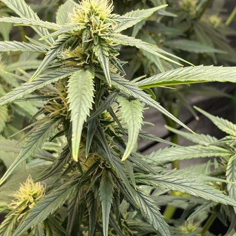 Purple lemonade  growlog timeline photo