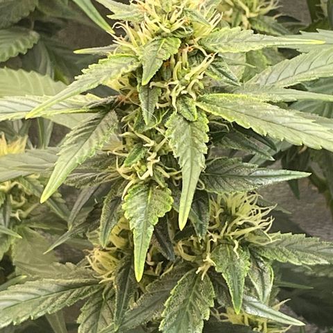 Purple lemonade  growlog timeline photo