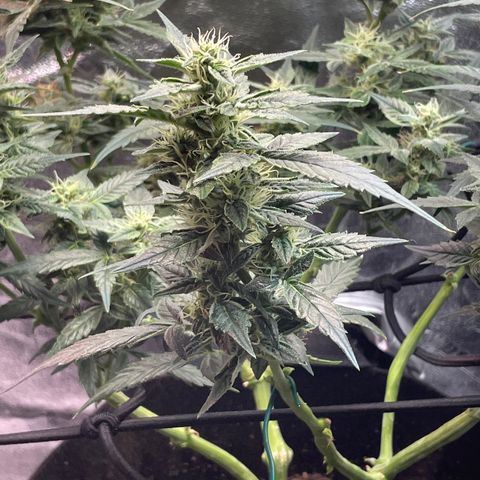 Purple lemonade  growlog timeline photo