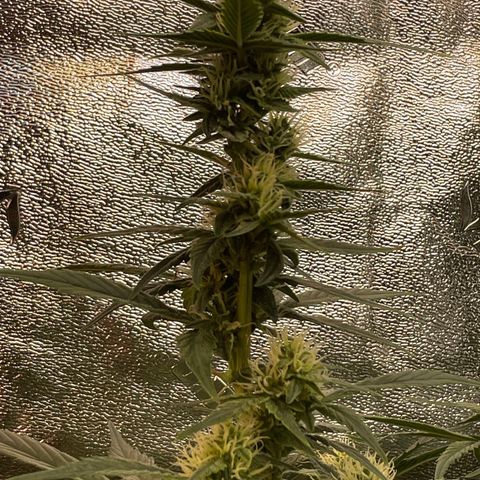 Purple lemonade  growlog timeline photo