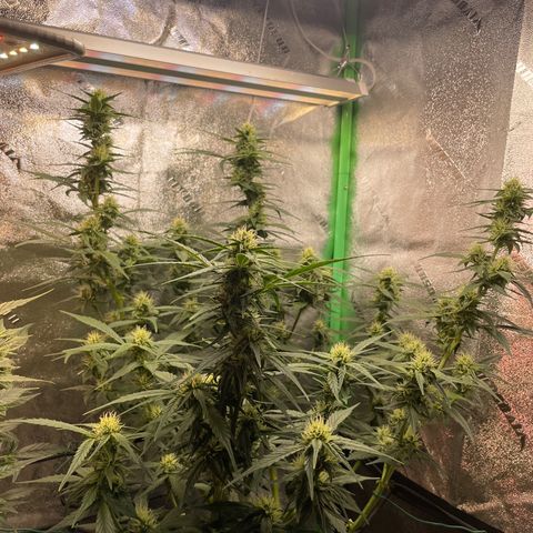 Purple lemonade  growlog timeline photo
