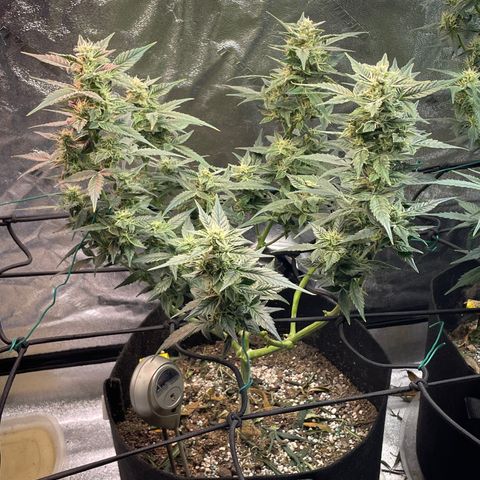 Purple lemonade  growlog timeline photo