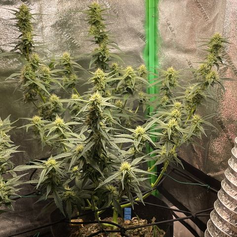 Purple lemonade  growlog timeline photo