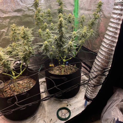 Purple lemonade  growlog timeline photo