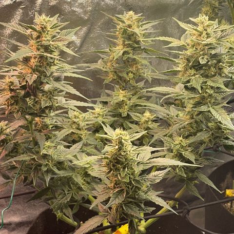 Purple lemonade  growlog timeline photo