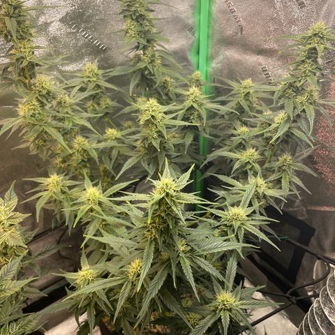 Purple lemonade  growlog timeline photo