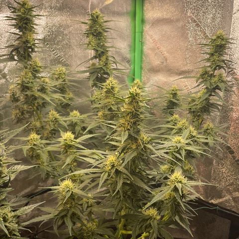 Purple lemonade  growlog timeline photo