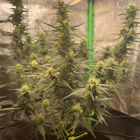 Purple lemonade  growlog timeline photo