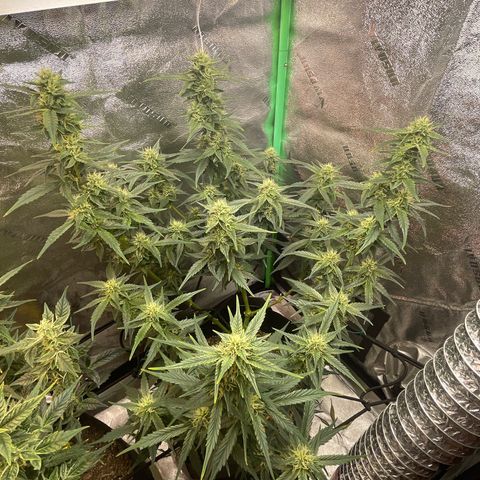Purple lemonade  growlog timeline photo