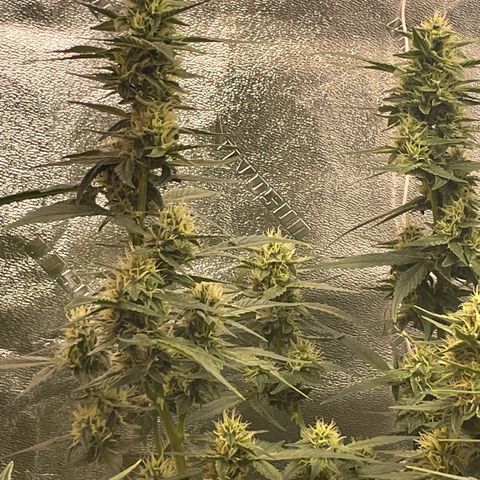 Purple lemonade  growlog timeline photo