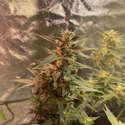 Purple lemonade  growlog timeline photo