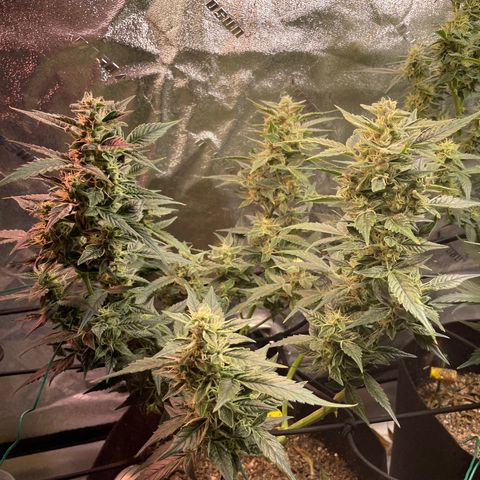 Purple lemonade  growlog timeline photo