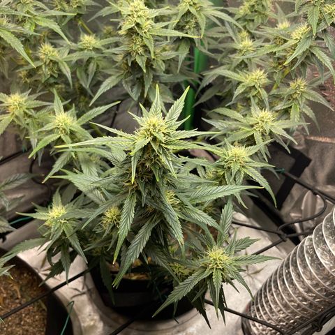 Purple lemonade  growlog timeline photo