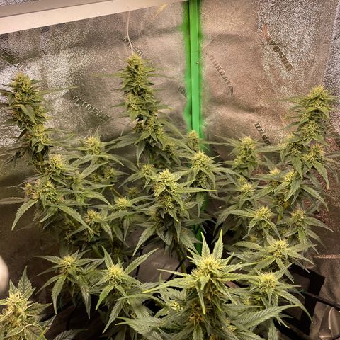 Purple lemonade  growlog timeline photo