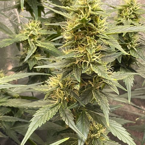 Purple lemonade  growlog timeline photo